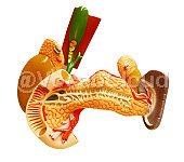 Gall bladder Image